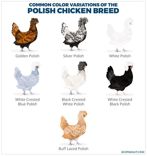 buff laced polish rooster|polish chicken color chart.